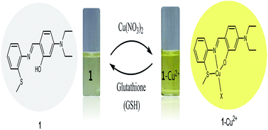 Graphical abstract: A novel displacement-type colorimetric chemosensor for the detection of Cu2+ and GSH in aqueous solution