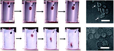 Graphical abstract: A near-superhydrophobic surface reduces hemolysis of blood flow in tubes