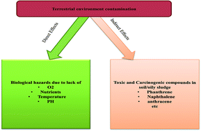 Graphical abstract: Rhizoremediation of petroleum hydrocarbon, prospects and future