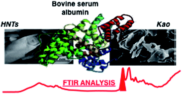 Graphical abstract: Conformational analysis of bovine serum albumin adsorbed on halloysite nanotubes and kaolinite: a Fourier transform infrared spectroscopy study