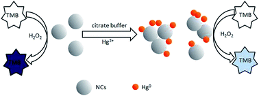 Graphical abstract: Colorimetric detection of Hg2+ based on inhibiting the peroxidase-like activity of DNA–Ag/Pt nanoclusters