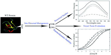 Graphical abstract: The effect of charge alteration and flexibility on the function and structural stability of sweet-tasting brazzein