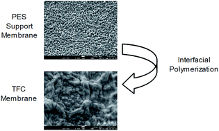 Graphical abstract: Separation of xylose using a thin-film composite nanofiltration membrane: screening of interfacial polymerization factors