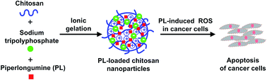 Graphical abstract: Preparation of piperlongumine-loaded chitosan nanoparticles for safe and efficient cancer therapy