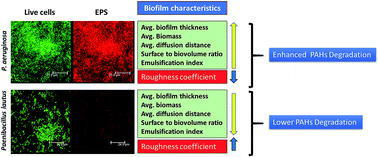 Graphical abstract: Effect of biofilm parameters and extracellular polymeric substance composition on polycyclic aromatic hydrocarbon degradation