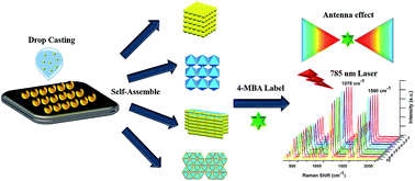 Graphical abstract: Self-assembled structures of polyhedral gold nanocrystals: shape-directive arrangement and structure-dependent plasmonic enhanced characteristics