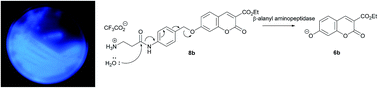 Graphical abstract: β-Alanyl aminopeptidase-activated fluorogenic probes for the rapid identification of Pseudomonas aeruginosa in clinical samples