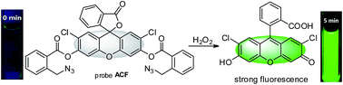 Graphical abstract: An extremely rapid-response fluorescent probe for hydrogen peroxide and its application in living cells