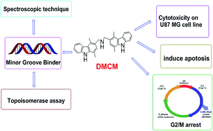 Graphical abstract: Bis((1,4-dimethyl-9H-carbazol-3-yl)methyl)amine-mediated anticancer effect triggered by sequence-specific cleavage of DNA leading to programmed cell death in the human U87 cell line