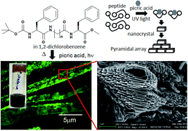 Graphical abstract: Photo-responsive modulation of hybrid peptide assembly, charge transfer complex formation and gelation