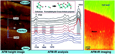 Graphical abstract: In situ identification of the molecular-scale interactions of phenol-formaldehyde resin and wood cell walls using infrared nanospectroscopy