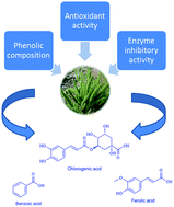 Graphical abstract: Phenolic composition, antioxidant and enzyme inhibitory activities of ethanol and water extracts of Chenopodium botrys