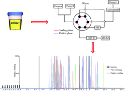 Graphical abstract: Sensitive profiling of phenols, bile acids, sterols, and eicosanoids in mammalian urine by large volume direct injection-online solid phase extraction-ultra high performance liquid chromatography-polarity switching tandem mass spectrometry