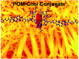 Graphical abstract: Structure- and solvent-triggered influences in the self-assembly of polyoxometalate–steroid conjugates