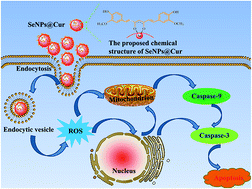 Graphical abstract: pH-Assisted surface functionalization of selenium nanoparticles with curcumin to achieve enhanced cancer chemopreventive activity