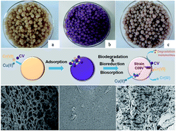 Graphical abstract: Removal of mixed contaminants, crystal violet, and heavy metal ions by using immobilized stains as the functional biomaterial