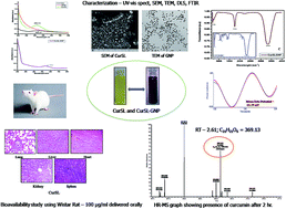 Graphical abstract: Bioavailability studies of curcumin–sophorolipid nano-conjugates in the aqueous phase: role in the synthesis of uniform gold nanoparticles