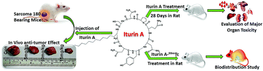 Graphical abstract: Pre-clinical risk assessment and therapeutic potential of antitumor lipopeptide ‘Iturin A’ in an in vivo and in vitro model