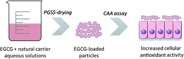 Graphical abstract: Using different natural origin carriers for development of epigallocatechin gallate (EGCG) solid formulations with improved antioxidant activity by PGSS-drying