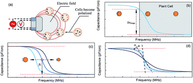 Graphical abstract: On-line monitoring of the aggregate size distribution of Carthamus tinctorius L. cells with multi-frequency capacitance measurements