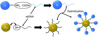 Graphical abstract: DNA assembly of silicon quantum dots/gold nanoparticle nanocomposites