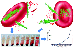 Graphical abstract: The effect of incubation conditions on the hemolytic properties of unmodified graphene oxide with various concentrations