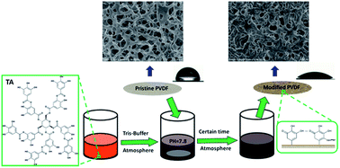 Graphical abstract: Hydrophilic modification of PVDF porous membrane via a simple dip-coating method in plant tannin solution