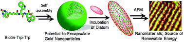 Graphical abstract: Biomimetic fabrication of biotinylated peptide nanostructures upon diatom scaffold; a plausible model for sustainable energy