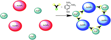 Graphical abstract: Synthesis of 3,4-diaminobenzenethiol and its application in gold nanoparticle-based colorimetric determination of copper ions