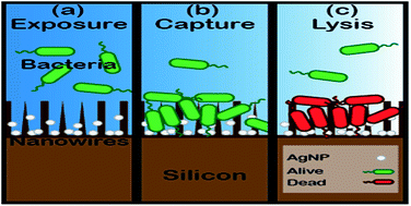 Graphical abstract: Antibacterial properties of silver dendrite decorated silicon nanowires
