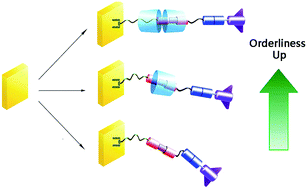 Graphical abstract: Cyclodextrin-based ordered rotaxane-monolayers at gold surfaces