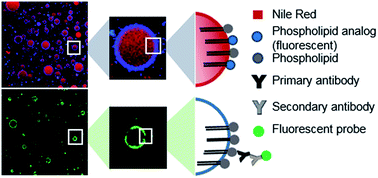 Graphical abstract: Visualization of choline-based phospholipids at the interface of oil/water emulsions with TEPC-15 antibody. Immunofluorescence applied to colloidal systems