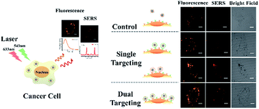 Graphical abstract: Dual peptides modified fluorescence-SERS dual mode imaging nanoprobes with improved cancer cell targeting efficiency