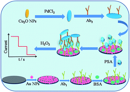 Graphical abstract: Sandwich-type electrochemical immunosensor for ultrasensitive detection of prostate-specific antigen using palladium-doped cuprous oxide nanoparticles