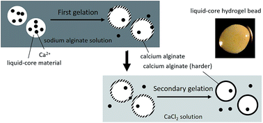 Graphical abstract: Preparation and physical property assessments of liquid-core hydrogel beads loaded with burdock leaf extract