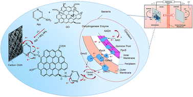 Graphical abstract: Heterocyclic aminopyrazine–reduced graphene oxide coated carbon cloth electrode as an active bio-electrocatalyst for extracellular electron transfer in microbial fuel cells