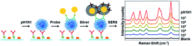 Graphical abstract: Facile and sensitive detection of influenza viruses using SERS antibody probes