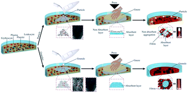 Graphical abstract: Novel porous silica granules for instant hemostasis