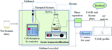 Graphical abstract: Integrated in situ transesterification for improved biodiesel production from oleaginous yeast: a value proposition for possible industrial implication