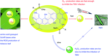 Graphical abstract: Antiviral mechanism study of gossypol and its Schiff base derivatives based on reactive oxygen species (ROS)