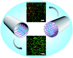 Graphical abstract: Integration of poly(3-hexylthiophene) conductive stripe patterns with 3D tubular structures for tissue engineering applications