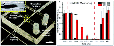 Graphical abstract: Cardiac screening of intact Drosophila melanogaster larvae under exposure to aqueous and gaseous toxins in a microfluidic device