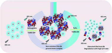 Graphical abstract: Fluorescence alarming ON–OFF–ON switch derived from biocompatible carbon nanoparticle–hemoglobin–H2O2 interaction