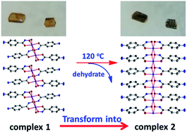 Graphical abstract: Temperature-induced single-crystal-to-single-crystal transformation of a binuclear Mn(ii) complex into a 1D chain polymer