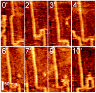 Graphical abstract: Nanotemplate-directed DNA segmental thermal motion
