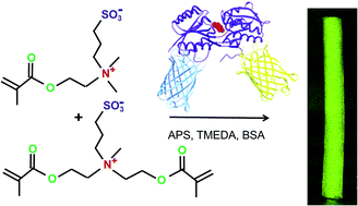 Graphical abstract: A polysulfobetaine hydrogel for immobilization of a glucose-binding protein