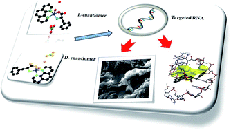 Graphical abstract: Synthesis, characterization, and crystal structure of RNA targeted l- and d-phenylalanine-(1,10-phen)–copper(ii) conjugate complexes: comparative in vitro RNA binding profile of enantiomers and their biological evaluation by morphological studies and antibacterial activity