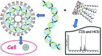 Graphical abstract: Deciphering of polycationic carbohydrate based non-viral gene delivery agents by ESI-LTQ-Orbitrap using CID/HCD pairwise tandem mass spectrometry