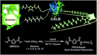 Graphical abstract: Enzymatic synthesis of 2,5-furandicarboxylic acid-based semi-aromatic polyamides: enzymatic polymerization kinetics, effect of diamine chain length and thermal properties