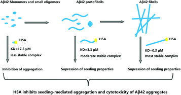 Graphical abstract: HSA targets multiple Aβ42 species and inhibits the seeding-mediated aggregation and cytotoxicity of Aβ42 aggregates